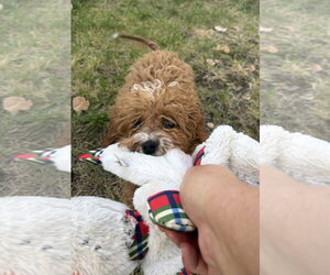 Chewie - Male Poodle (Miniature)-Unknown Mix Dog for Adoption - Photo #4