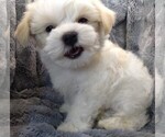 Puppy 1 Maltese-Poodle (Toy) Mix