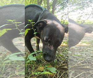 Mama Rosa - Female Mutt Dog for Adoption - Photo #4