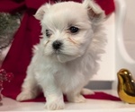 Small Photo #45 Maltese Puppy For Sale in GOSHEN, IN, USA