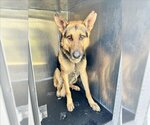 Small Photo #1 German Shepherd Dog Puppy For Sale in San Antonio, TX, USA