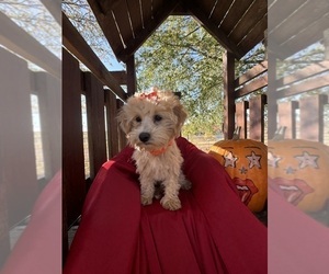 Maltipoo Puppy for sale in LANCASTER, MO, USA