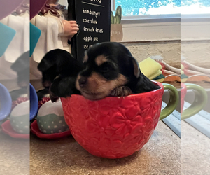 Yorkshire Terrier Puppy for sale in LANTANA, FL, USA