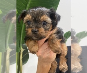 Yorkshire Terrier Puppy for sale in FOUNTAIN VALLEY, CA, USA