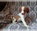Puppy Babybird Brittany