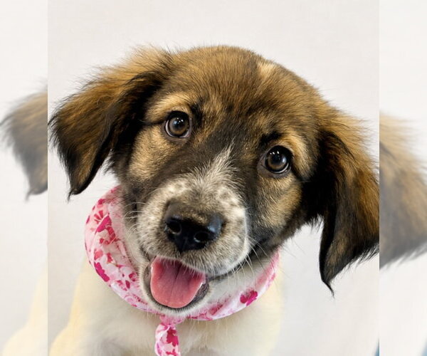 Medium Photo #1 Australian Shepherd-Unknown Mix Puppy For Sale in Dallas, TX, USA