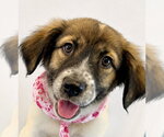 Small Australian Shepherd Mix