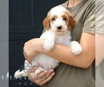 Small #4 Goldendoodle