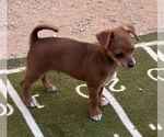 Small #1 Chihuahua