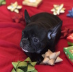 Small Photo #25 French Bulldog Puppy For Sale in CHARLESTON, SC, USA