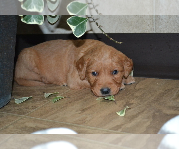 Medium Photo #46 Golden Retriever Puppy For Sale in GREENWOOD, WI, USA