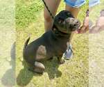 Small #2 Mutt