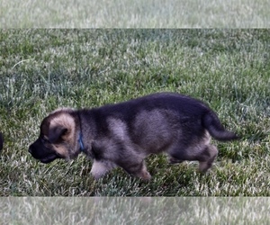 German Shepherd Dog Puppy for sale in MUNNSVILLE, NY, USA