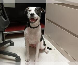 American Pit Bull Terrier-Unknown Mix Dogs for adoption in Ames, IA, USA
