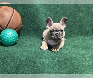 French Bulldog Puppy for sale in HOLLYWOOD, FL, USA