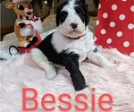 Small Photo #3 Sheepadoodle Puppy For Sale in LITTLETON, CO, USA