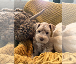 Puppy Oliver Schnauzer (Miniature)