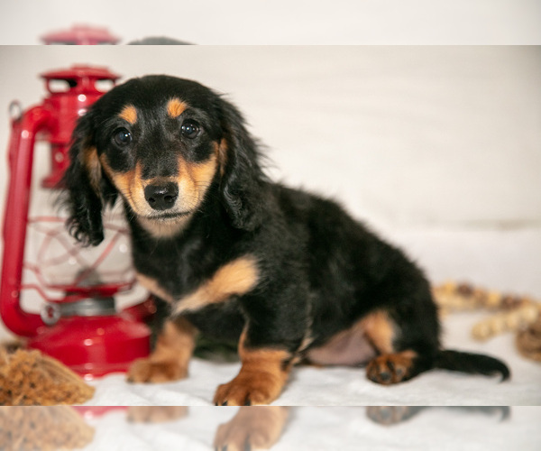 Medium Photo #6 Dachshund Puppy For Sale in GOSHEN, IN, USA