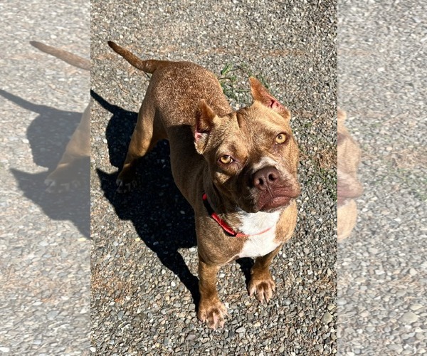 Medium Photo #15 American Pit Bull Terrier-Unknown Mix Puppy For Sale in Rockaway, NJ, USA