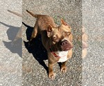 Small #14 American Pit Bull Terrier Mix
