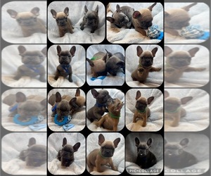 French Bulldog Puppy for sale in OVERLAND PARK, KS, USA
