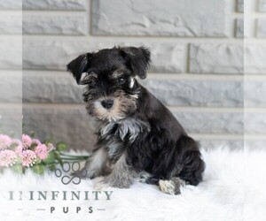 Schnauzer (Miniature) Puppy for sale in MIFFLINBURG, PA, USA