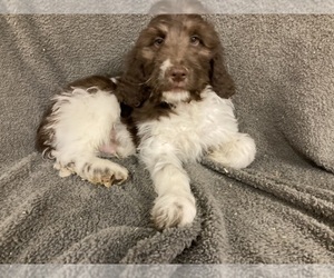 Bernedoodle Puppy for sale in CHETEK, WI, USA