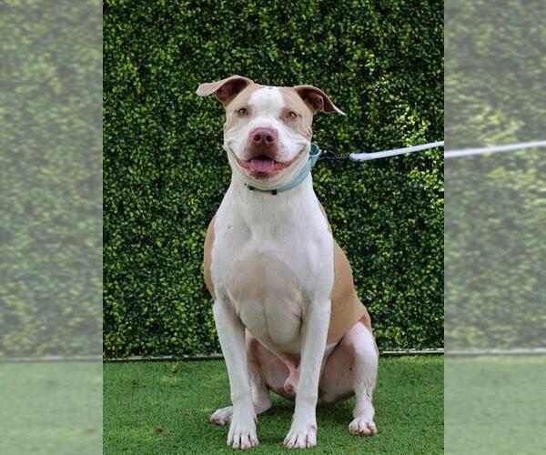 Medium Photo #3 Staffordshire Bull Terrier Puppy For Sale in Naples, FL, USA