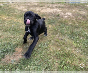 Cane Corso Puppy for sale in LIGNUM, VA, USA