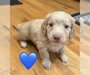 Medium Dachshund