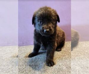 German Shepherd Dog-Golden Retriever Mix Puppy for sale in MODESTO, CA, USA