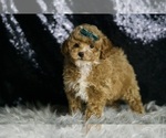 Small #4 Maltipoo