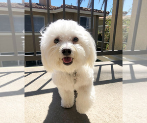 Bichon Frise Puppy for sale in ALISO VIEJO, CA, USA