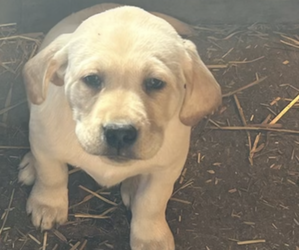 Labrador Retriever Puppy for sale in HILLSBORO, WI, USA