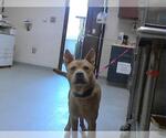 Small Chow Chow Mix
