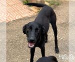 Small #2 Labrador Retriever Mix