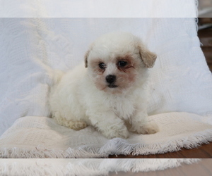 Zuchon Dog for Adoption in SHILOH, Ohio USA