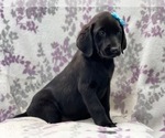 Small Photo #3 Labrador Retriever Puppy For Sale in LAKELAND, FL, USA