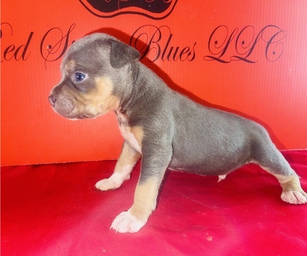 Medium Photo #39 American Bully Puppy For Sale in TRENTON, NJ, USA