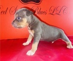 Small #3 American Bully