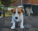 Puppy Puppy3 Mikey Jack Russell Terrier