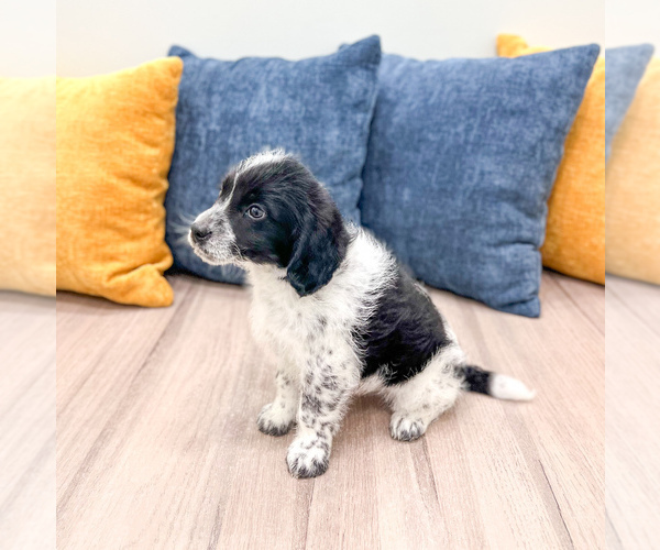 Medium Photo #4 Beaglier Puppy For Sale in MILLERSBURG, OH, USA