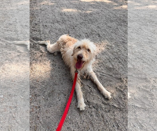 Medium Photo #13 Mutt Puppy For Sale in San Diego, CA, USA