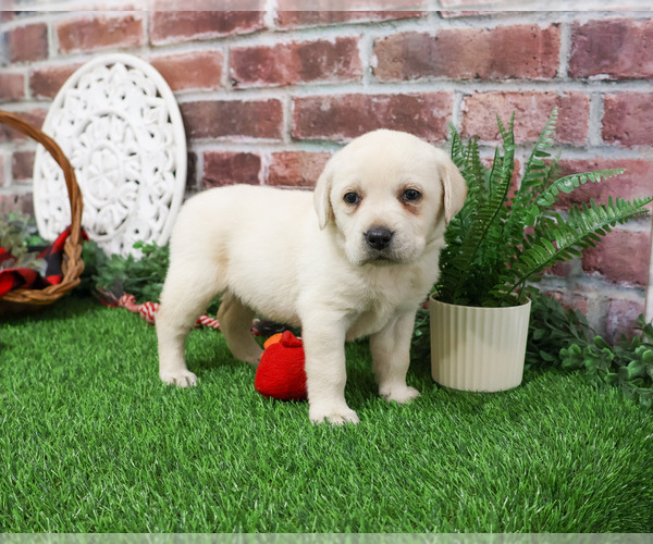 Medium Photo #2 Labrador Retriever Puppy For Sale in SYRACUSE, IN, USA
