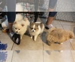 Small Photo #12 Pomeranian Puppy For Sale in CORONA, CA, USA