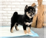 Small Photo #5 Shiba Inu Puppy For Sale in SAN DIEGO, CA, USA