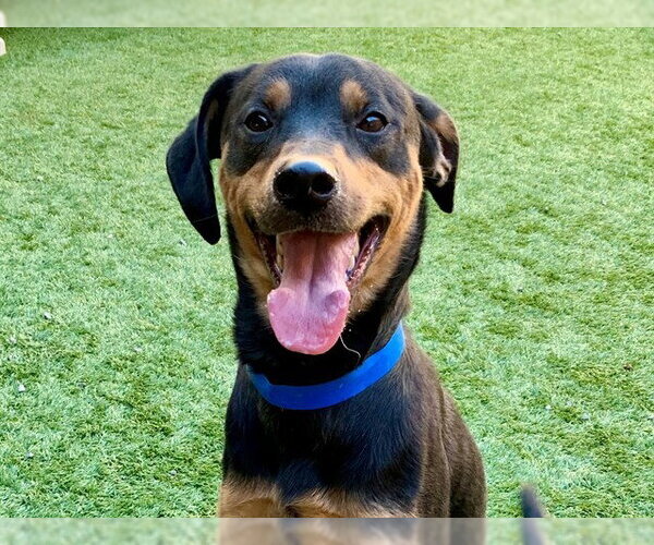 Medium Photo #1 Mutt Puppy For Sale in Moreno Valley, CA, USA