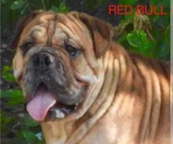 Medium Photo #1 Bulldog Puppy For Sale in GREEN FOREST, AR, USA