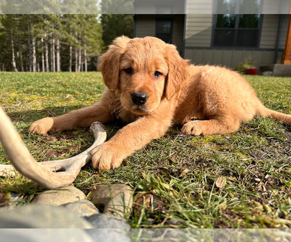 View Ad: Golden Retriever Litter of Puppies for Sale near Washington