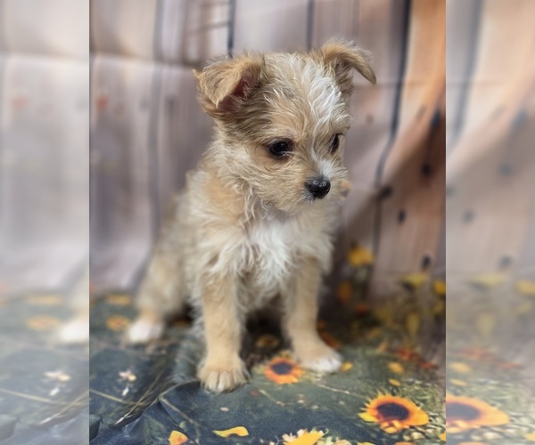 Medium Photo #6 Chorkie-Yorkshire Terrier Mix Puppy For Sale in HOMERVILLE, GA, USA